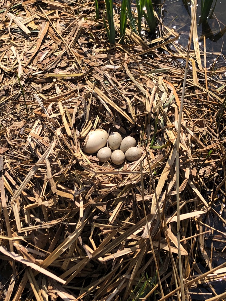 groot ei in nest meerkoet